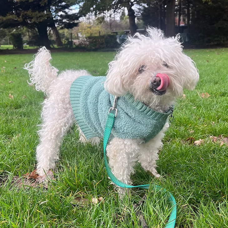Solo Walks - £35/hour