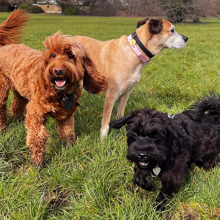 Group Walks - £20/hour