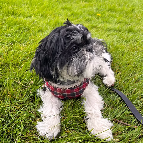 Love walkies and practice recall