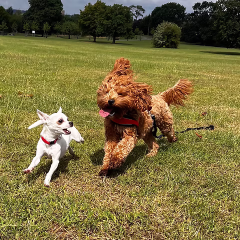 Make friends for life