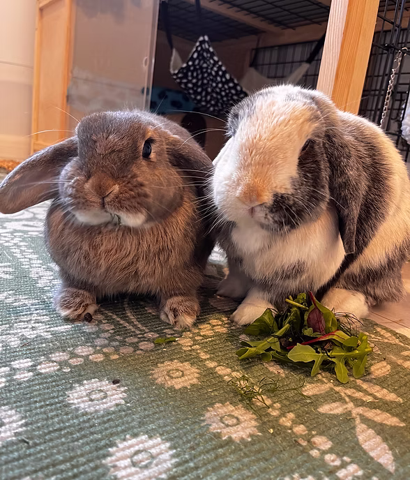 Rabbits & Rabbit Pairs