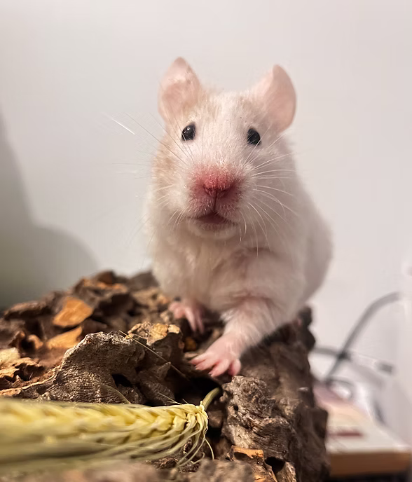 Tiny pets e.g. Hamsters, rats, gerbils, budgies, canaries, geckos or similar-sized