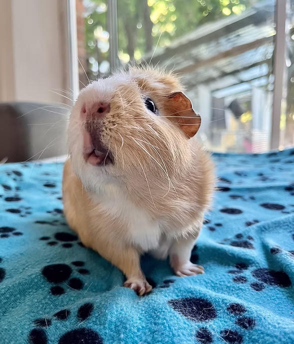 Guinea Pigs, Guinea Pig Pairs and Hedgehogs