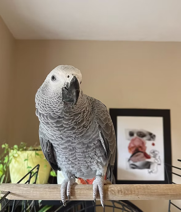 Larger pets or large cages (e.g. chinchilla, African Grey, Cockatoo or similar-sized pets)
